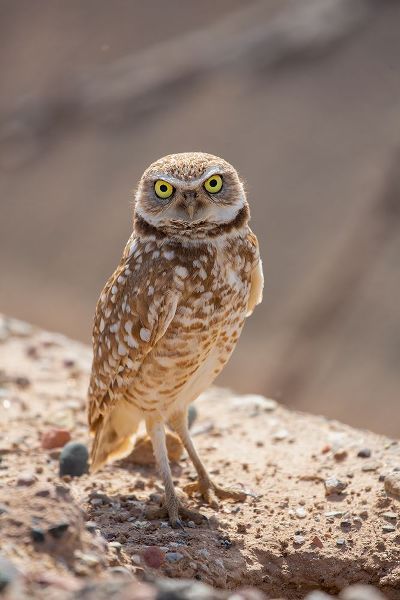 Jaynes Gallery 아티스트의 USA-Arizona-Burrowing owl close-up작품입니다.